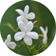 Fleur de jasmin